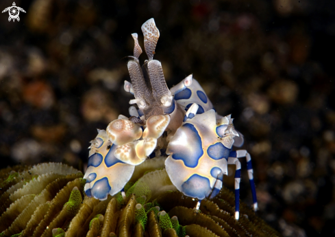 A Arlequin shrimp