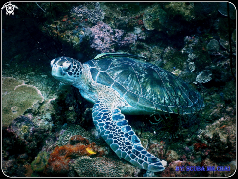 A Green turtle