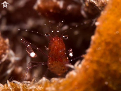 A White footed shrimp