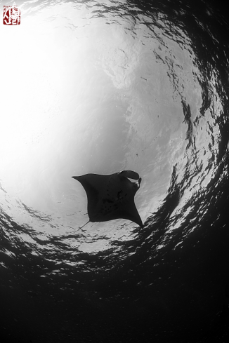 A Manta