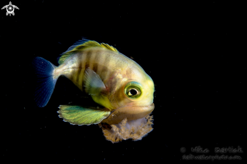 A Either juvenile trevally or sea bream