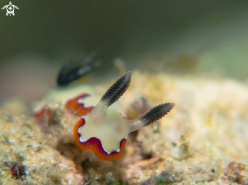 A Nudibranch