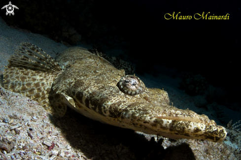 A Crocodile fish