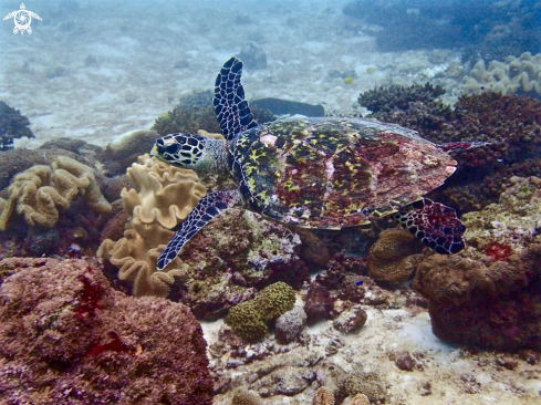 A Hawksbill sea turtle