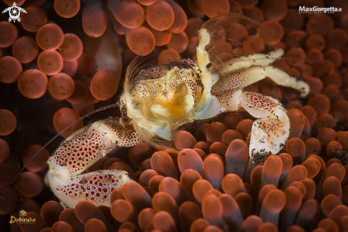 A porcellain crab