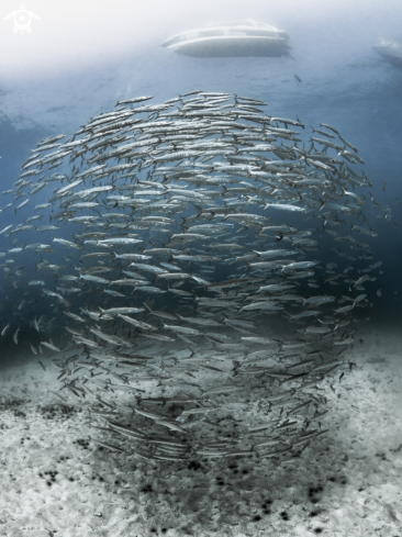 A Sphyraena qenie | Chevron Barracuda