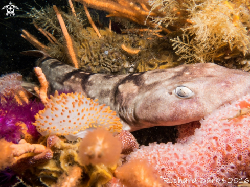 A Puffadder shyshark & Gasflame Nudibranch