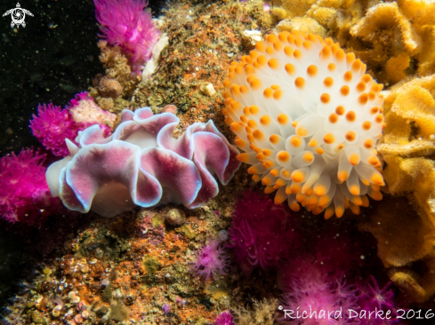 A Frilled And Gasflame Nudibranch