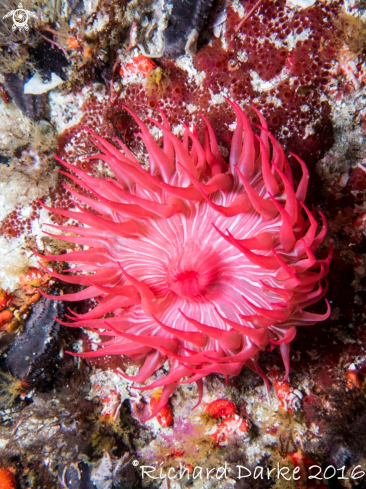 A False Plum Anemone