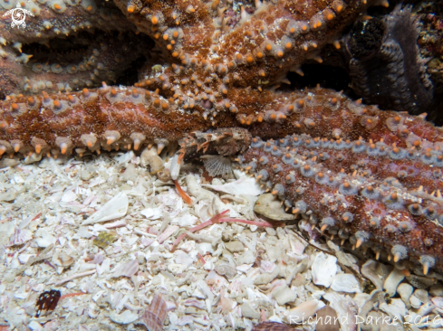 A Coccotropsis gymnoderma | Smoothskin Scorpionfish