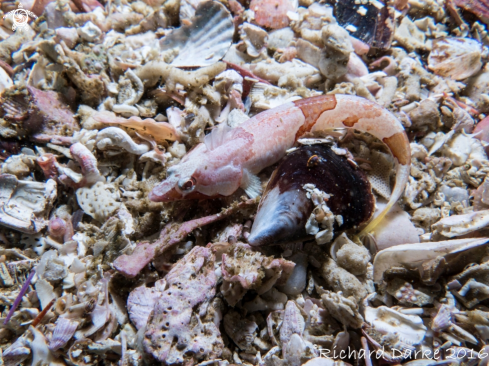 A Deep Reef klipfish