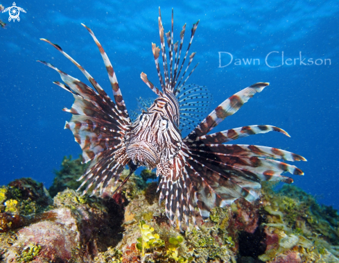 A Pterois volitans | Red Lionfish