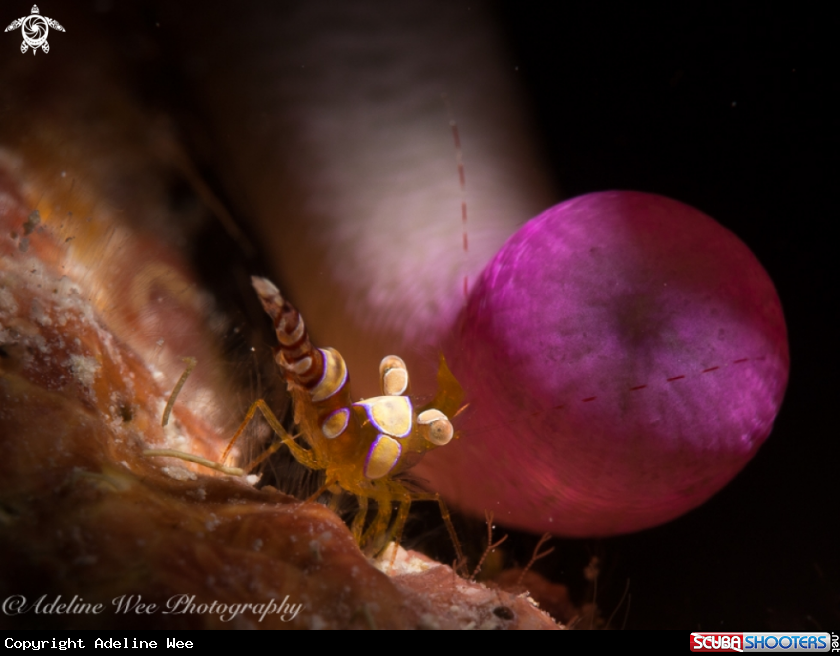 A Squat anemone shrimp / Pink-tipped anemone