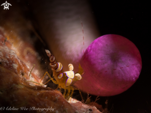 A Thor amboinensis / Condylactis passiflora | Squat anemone shrimp / Pink-tipped anemone