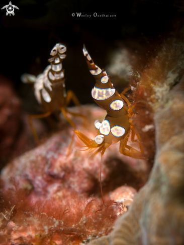 A Thor amboinensis | Sexy Shrimp