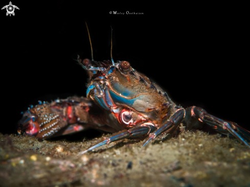 A Swimming Crab