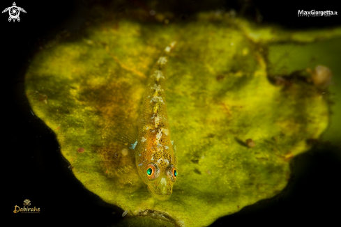 A trasparence goby