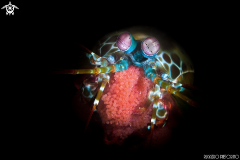 A Odontodactylus scyllarus | Peacock shrimp