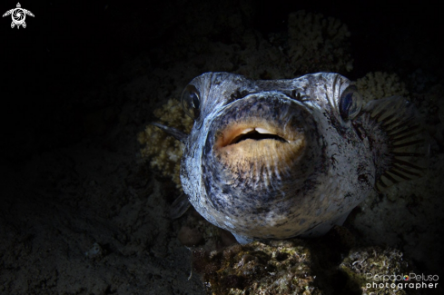 A Pupper Fish