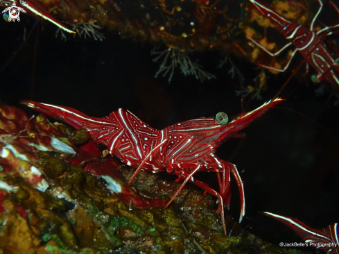 A Rhynchocinetes durbanensis | Hinged Beak Shrimp