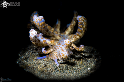 A Solar Power Nudibranch