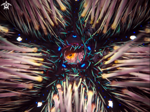 A Sea Urchin