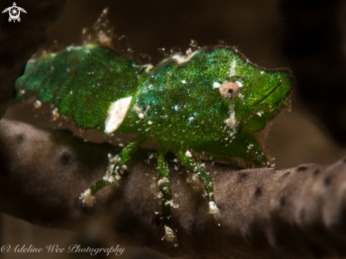 A Trachycaris rugosa | Roughback shrimp