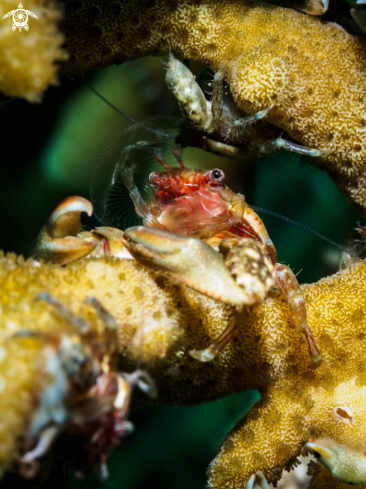 A Porcellanidae sp. | Porcelain Crab