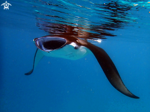 A Reef manta ray