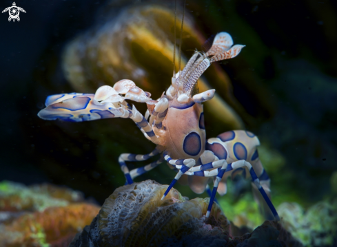 A Hymenocera Elegans | Arlequin shrimp