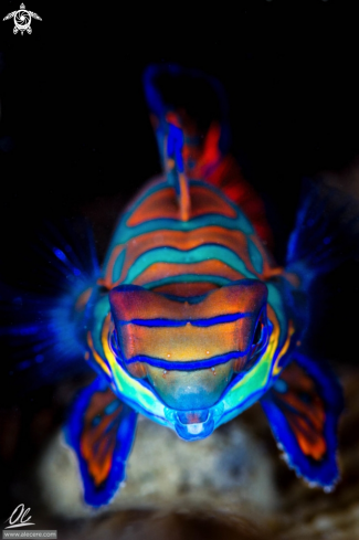 A Synchiropus splendidus | Mandarin fish