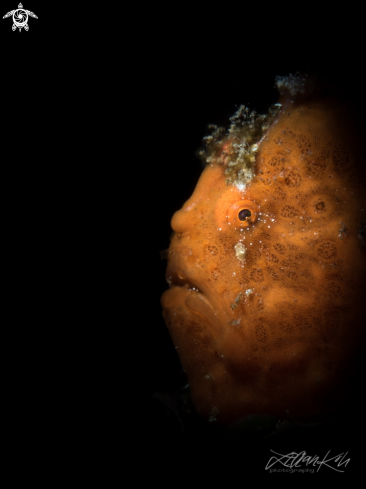 A Juvenile Frogfish