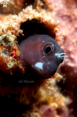 A Blenny