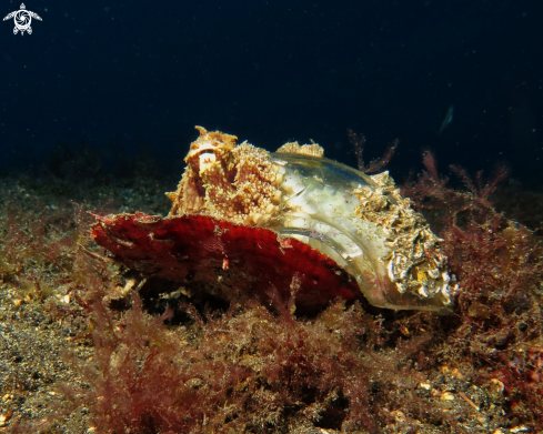 A Octopus vulgaris