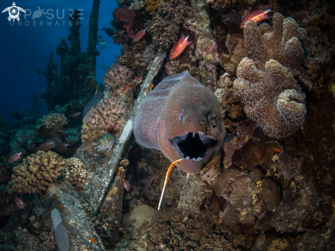 A Gymnothorax javanicus | Moray