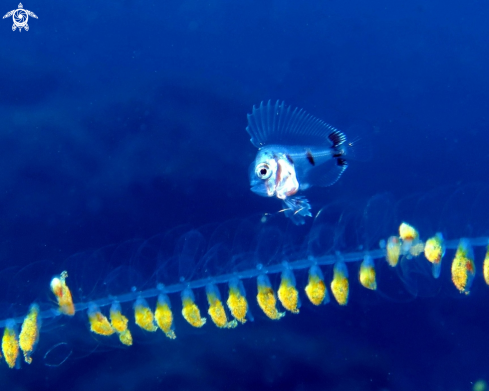 A Schedophilus medusophagus, juvenil | Medusafish