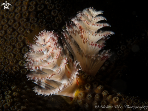 A Christmas tree worm