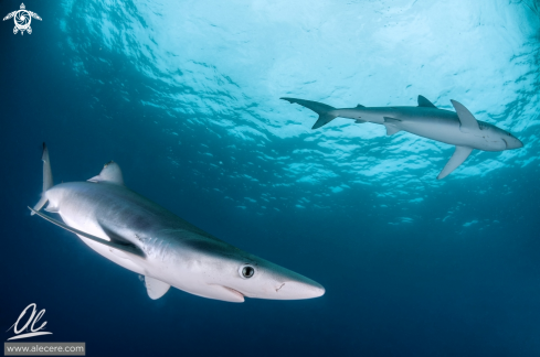 A Prionace glauca | blue shark