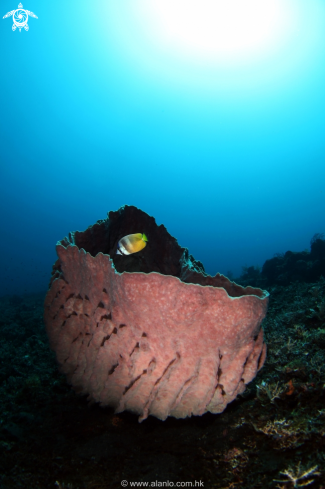 A barrel coral