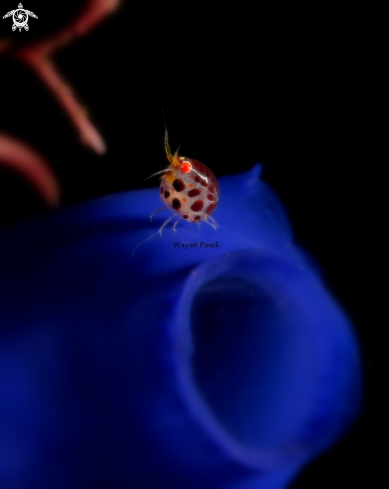 A ladybug