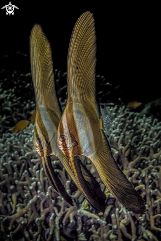 A batfish