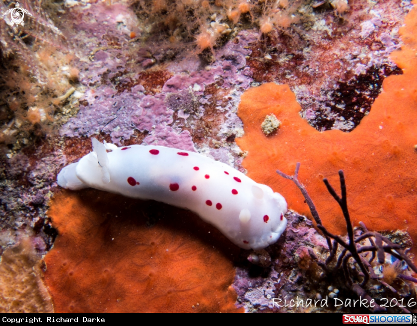 A Red-spotted Dorid