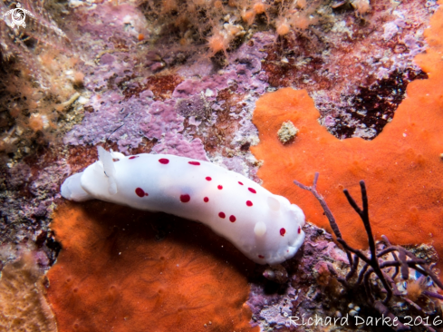 A Chromodoris heatharae | Red-spotted Dorid