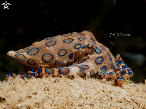 A Blue Ringed Octopus