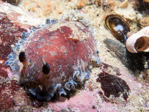 A Dendrodoris caesia | Blue-speckled Nudibranch