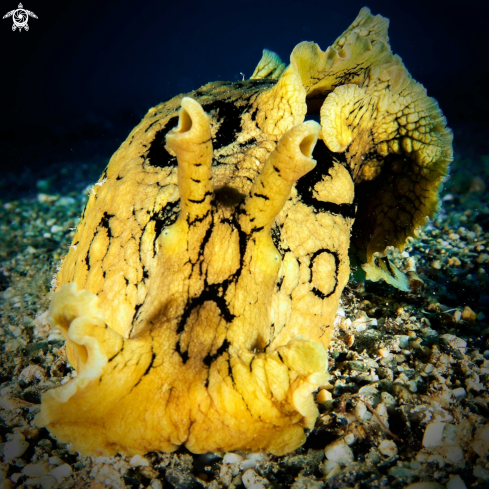 A aplysia dactylomela | nudibranch