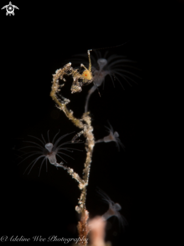 A Caprellidae | Skeleton shrimp