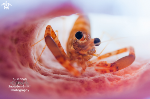 A Brachycarpus biunguiculatus | Two Claw Shrimp