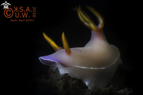 A Nudibranches