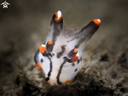 A Nudibranch